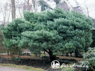 Pušis paprastoji ,Watereri' (lot. Pinus sylvestris)